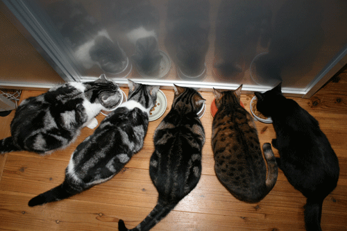 c0011300_13575453.gif