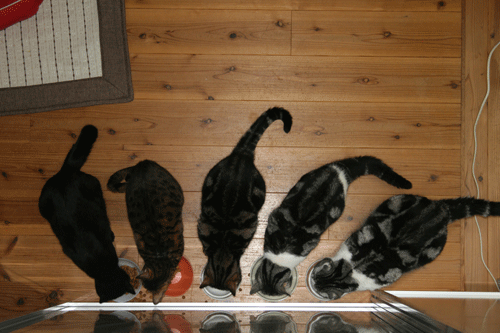 c0011300_13575558.gif