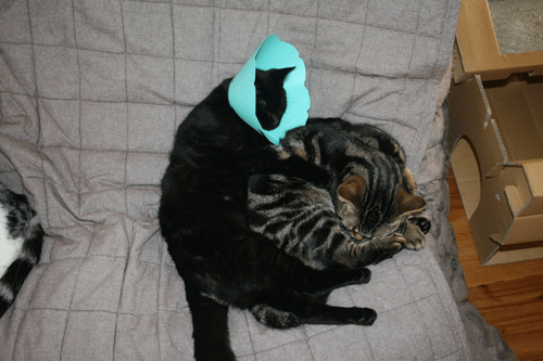 c0011300_13575604.gif