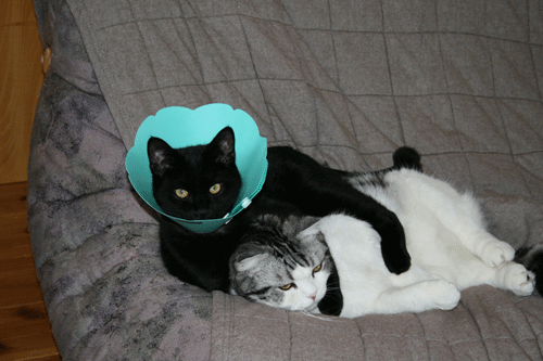 c0011300_13575682.gif