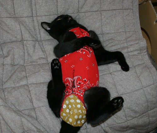c0011300_13575774.gif