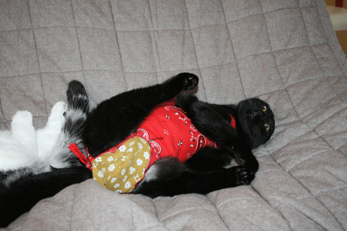 c0011300_13575840.gif