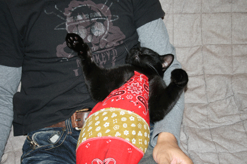 c0011300_13575959.gif