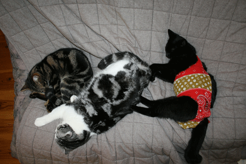 c0011300_13575968.gif