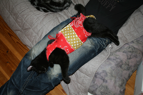 c0011300_13580180.gif
