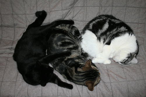 c0011300_13580786.gif