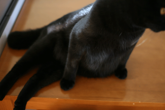 c0011300_13583359.gif