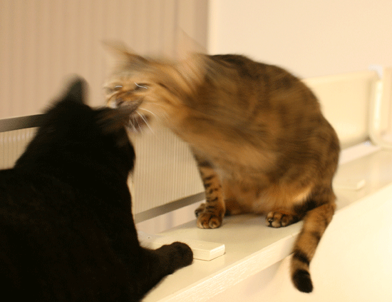 c0011300_13583731.gif