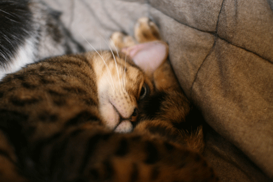 c0011300_13584128.gif