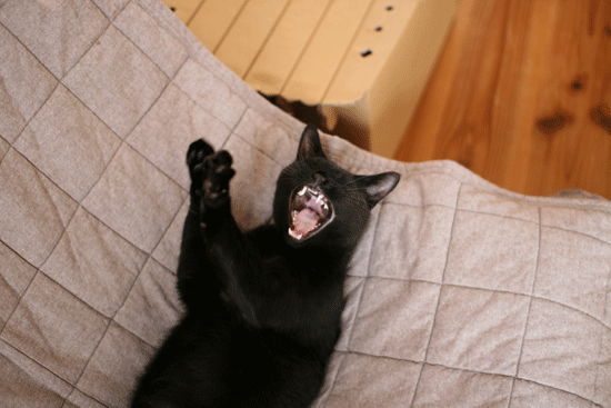 c0011300_13584707.gif