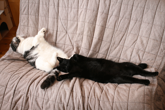c0011300_13590109.gif