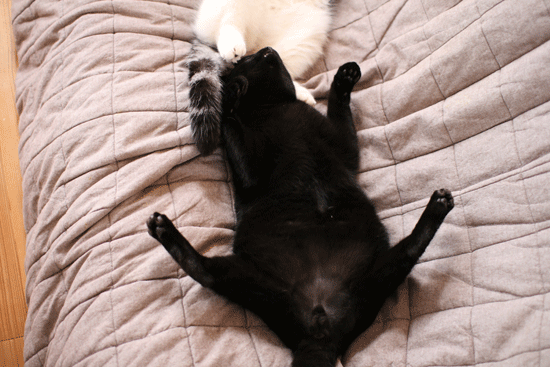 c0011300_13590322.gif