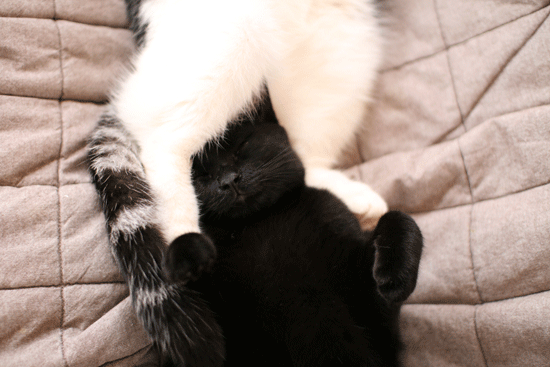 c0011300_13590338.gif