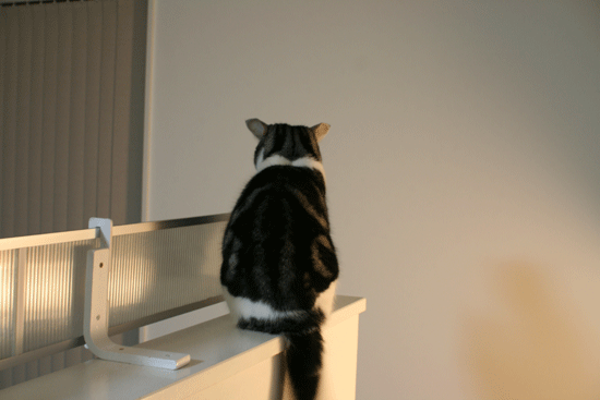 c0011300_13592404.gif