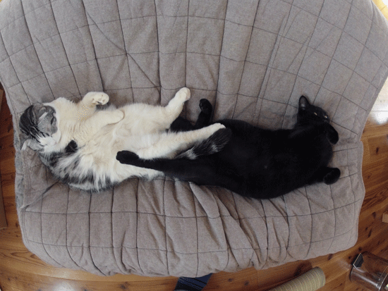 c0011300_13593201.gif