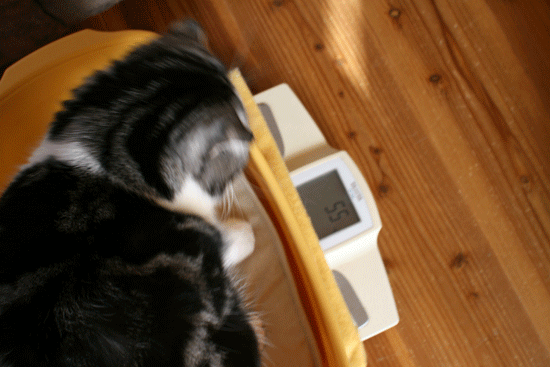c0011300_13593473.gif