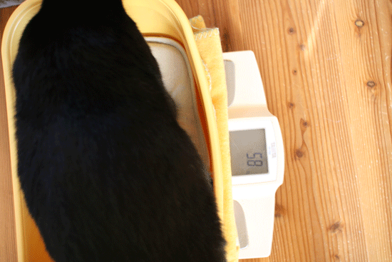 c0011300_13593652.gif