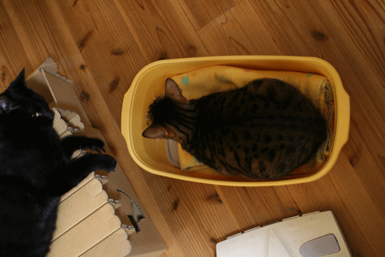 c0011300_13594904.gif