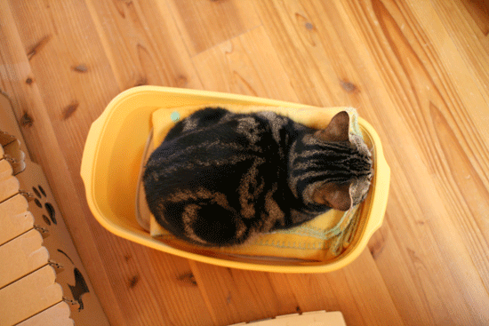 c0011300_13595061.gif