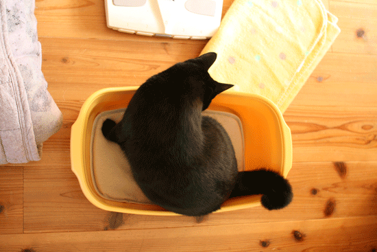 c0011300_13595191.gif