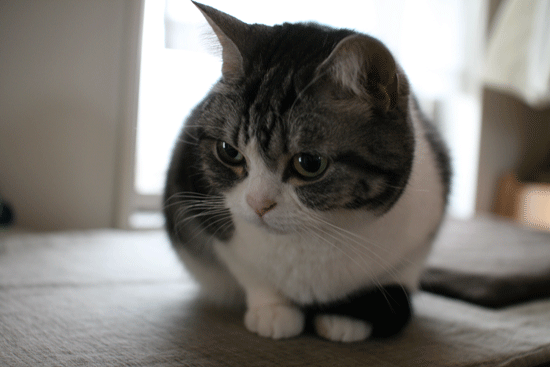 c0011300_14000485.gif