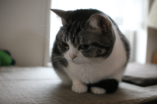 c0011300_14000507.gif