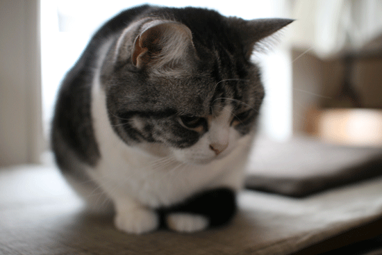 c0011300_14000651.gif