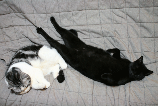 c0011300_14002871.gif