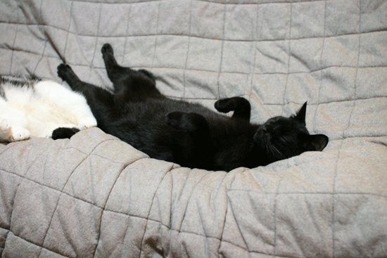 c0011300_14002920.gif