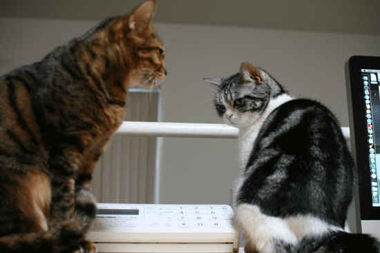 c0011300_14010271.gif