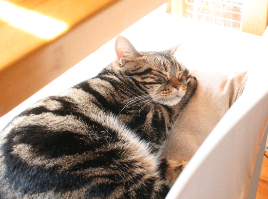 c0011300_14014243.gif
