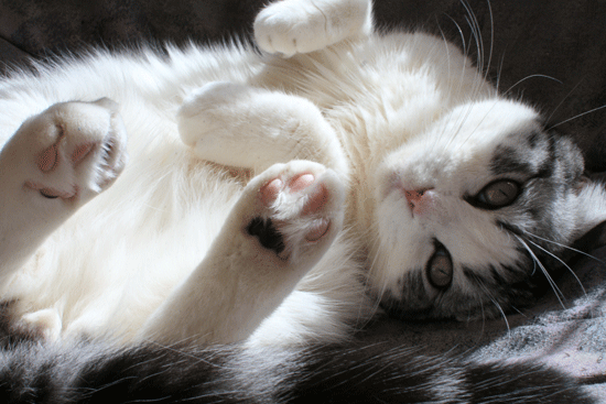 c0011300_14014405.gif