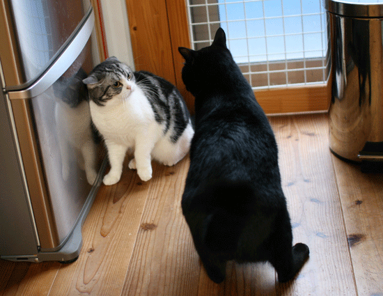c0011300_14015750.gif