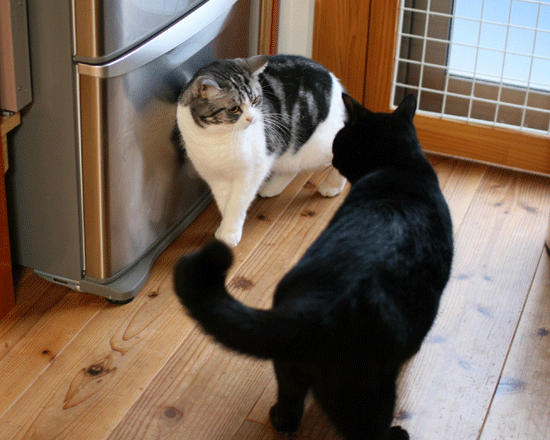 c0011300_14015861.gif
