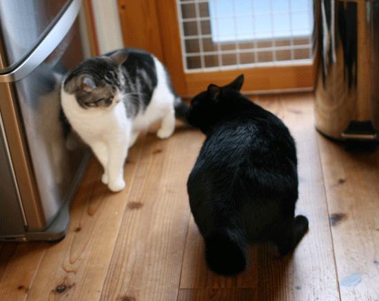 c0011300_14015953.gif