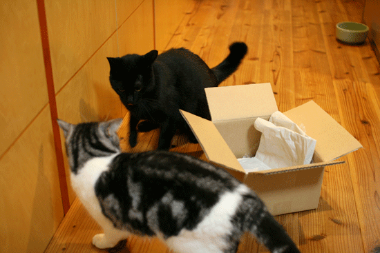 c0011300_14023419.gif
