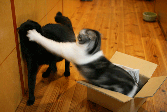 c0011300_14023491.gif
