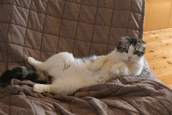 c0011300_14030428.gif
