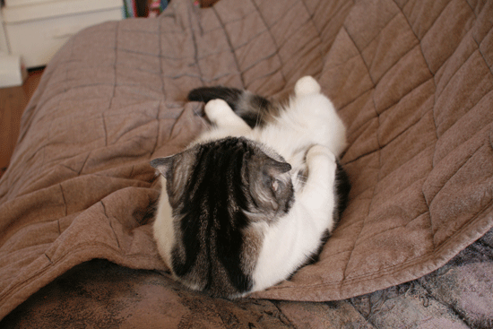 c0011300_14030512.gif
