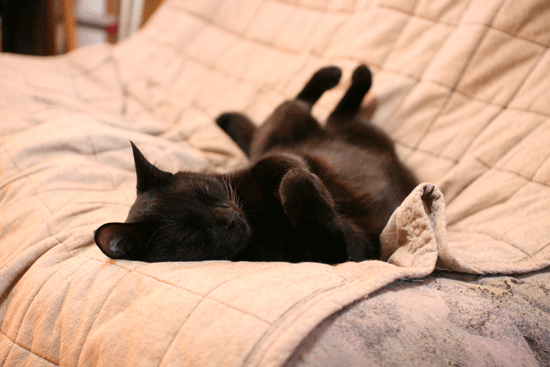 c0011300_14030645.gif