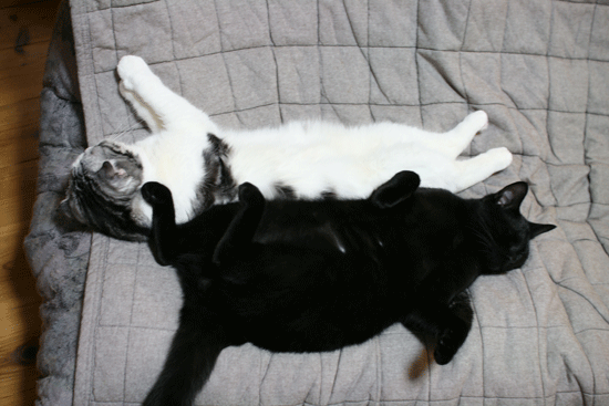 c0011300_14030676.gif