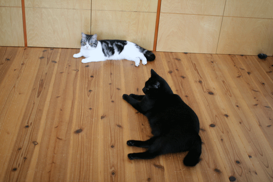 c0011300_14043361.gif