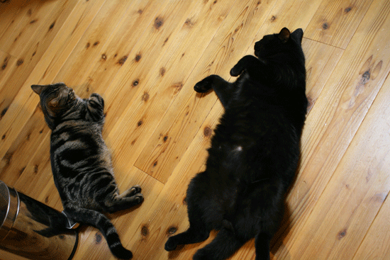 c0011300_14045589.gif