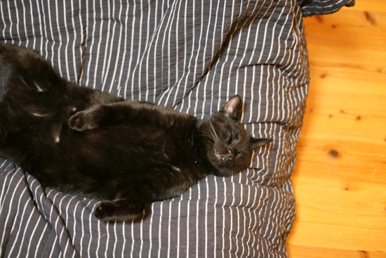 c0011300_14052679.gif