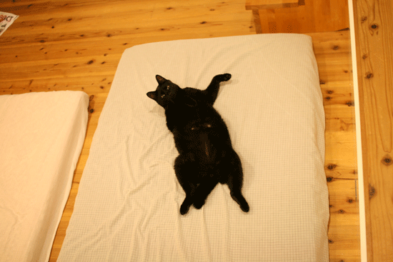 c0011300_14052789.gif