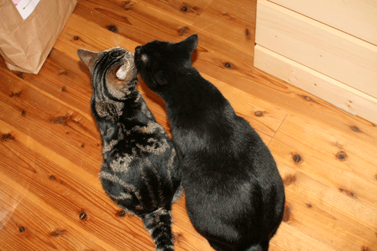 c0011300_14053835.gif