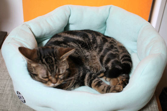 c0011300_14053922.gif