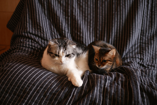 c0011300_14063988.gif