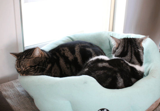 c0011300_14074179.gif