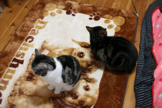 c0011300_14074184.gif